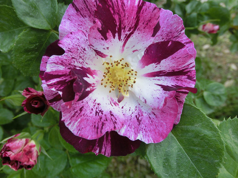 パープル　スプラッシュsCIMG4123