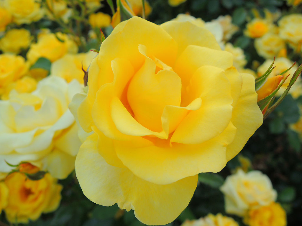 レヨン ドゥ ソレイユ 第２ みしまバラ園芸