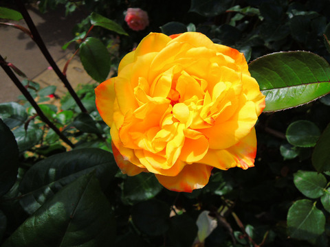 スペクトラsDSCN4711