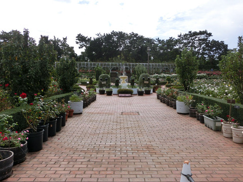 谷津バラ園sCIMG5509