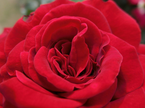 ヘルムット　コール　ローズsCIMG5132