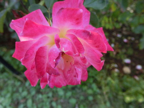 ピンク　レディ　ラッフルsCIMG8932