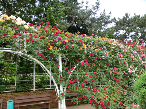 谷津バラ園sCIMG5787