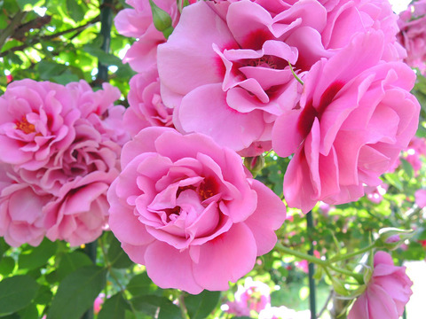 アメジスト　バビロン1887