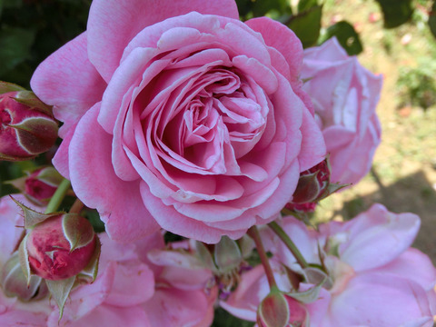 マリー　ヘンリエッテ1119