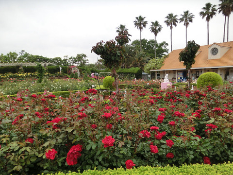 谷津バラ園sCIMG6475