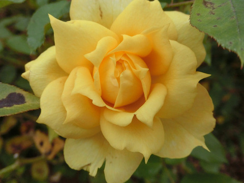 サニー　アンティークsCIMG6978