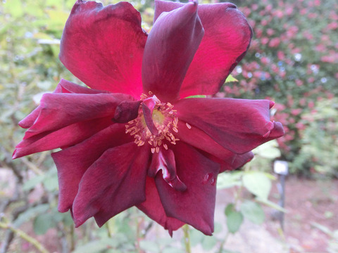 オクラホマsCIMG4878