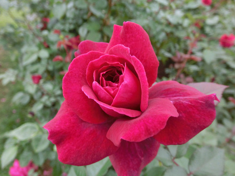 ジプシー　ソウルsCIMG7062