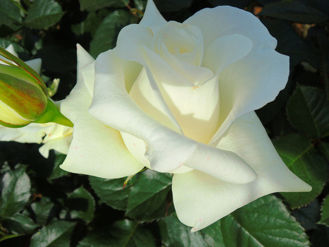 ローズ　ユミsDSCN5577