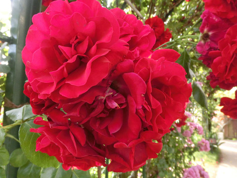 ウルメール　ムンスター1667