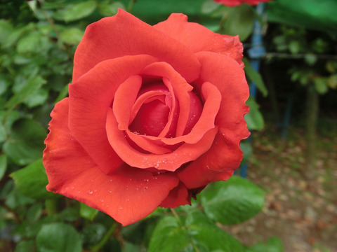 しゅおう　朱王　（しゅおう）sCIMG6119