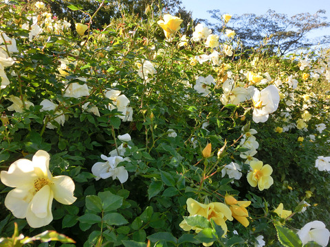 リモンチェッロsCIMG8423