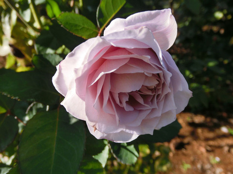 れいのかぜ　令の風　（れいのかぜ）sCIMG8464