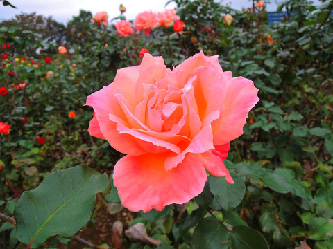 むそう　夢想sDSCN9760