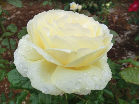 パトラッシュsCIMG6230