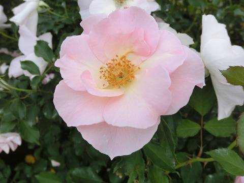 しののめsCIMG7411