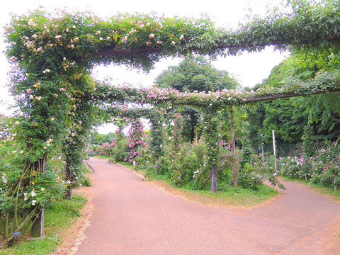 京成バラ園sDSCN6920