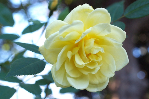 ブライス　スピリットsDSCF9251