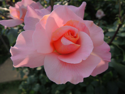 ミッシェル　メイアン2038