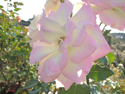 シトロナード6496