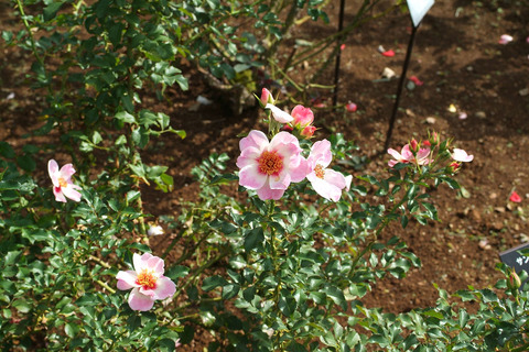 エリドゥ　バビロンsDSCF0667