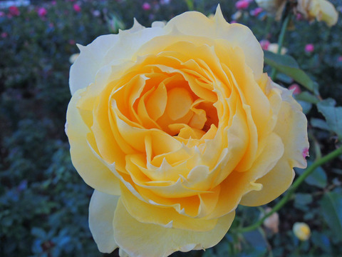 サニー　アンティーク6195