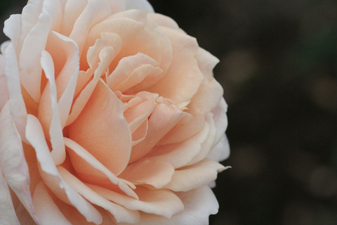 Ｇ．Ｄ．ルイーズsIMG_5432