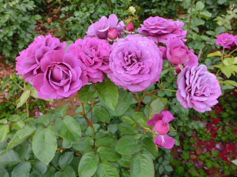 プラム　パーフェクトsCIMG5449