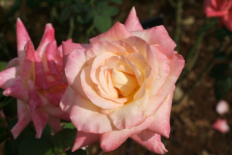 コッペリアsDSCF0640