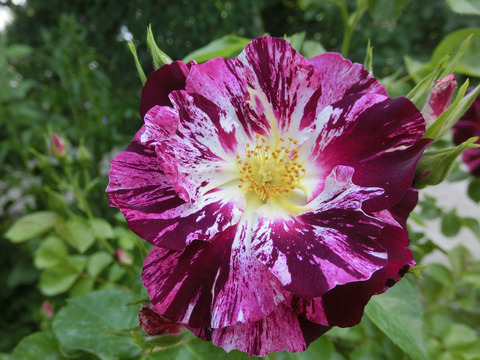 パープル　スプラッシュsCIMG4124