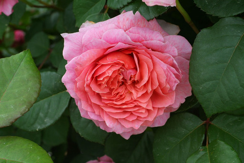 アイスフォーゲルsDSCF2485