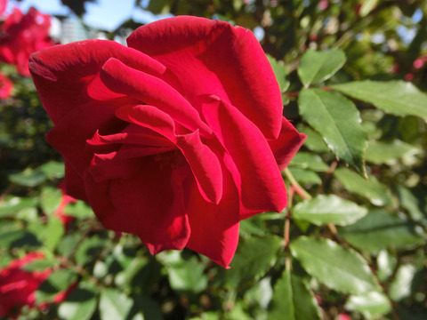 レッド　シンプリシティsCIMG8329