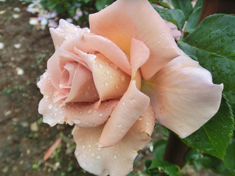 ルシファーsCIMG6466