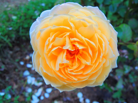 シャーロットsDSCN0096