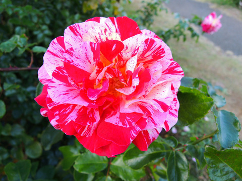 トイ　トイ　トイ！6690