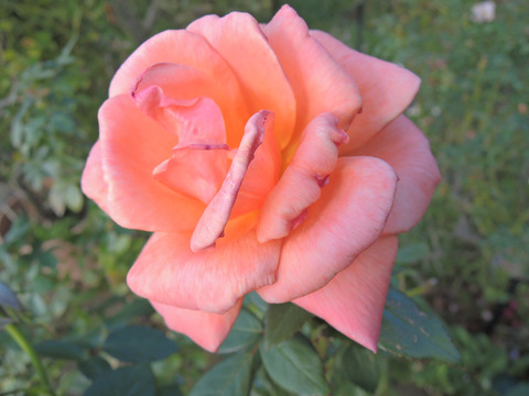 サンセット　ブルーバール6366