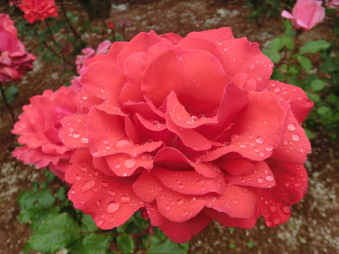 アレグロsCIMG6224