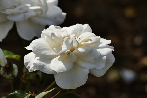 サラトガs_1220298