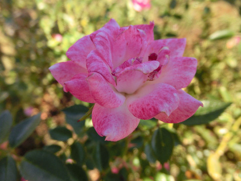 ひめ　姫　（ひめ）sCIMG8567