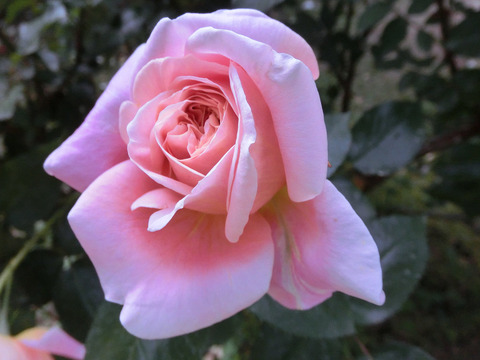 マダム　クラウド　オリビエsCIMG4973