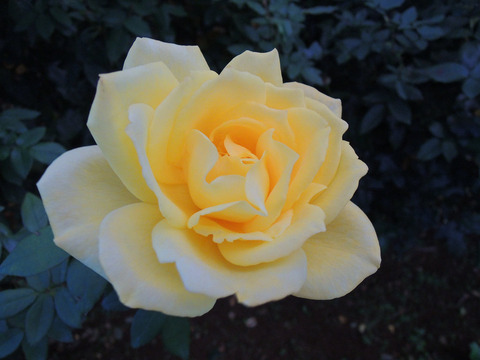 ゴールデン　ハート6237