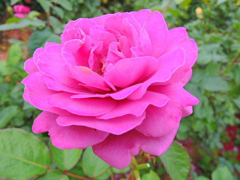 プラム　パーフェクトsDSCN6712