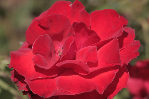 オリンピック　ファイアーsIMG_4716