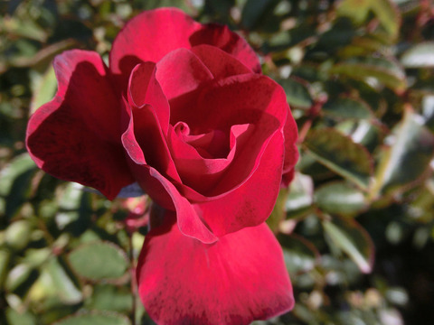 スカーレット　ボニカ8742