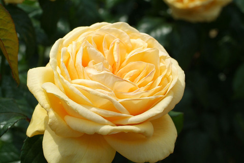 ティップン　トップsDSCF1838