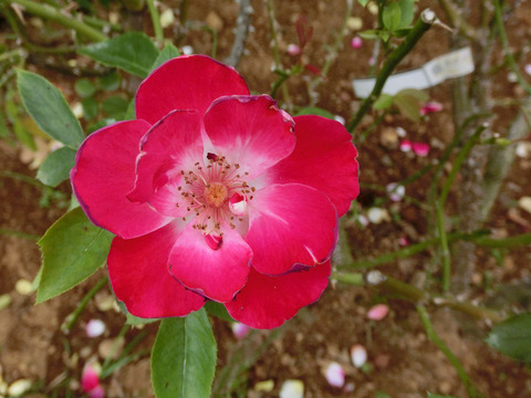 れんだん　連弾（れんだん）sCIMG7480