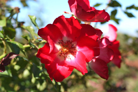 シェリー　メイディランドsDSCF8873