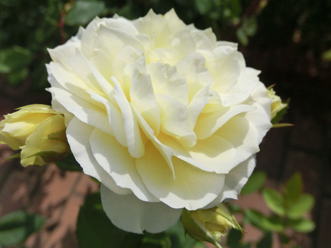 こいきらら　恋きらら　（こいきらら）sCIMG6407