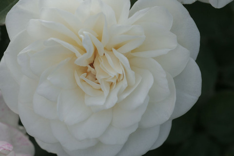 コケット　ロマンティカsIMG_4796